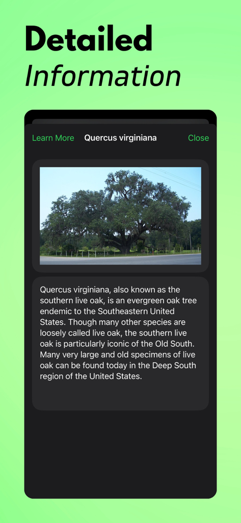 Tela do aplicativo TreeIQ mostrando informações botânicas detalhadas e uma foto de um Carvalho Vivo do Sul