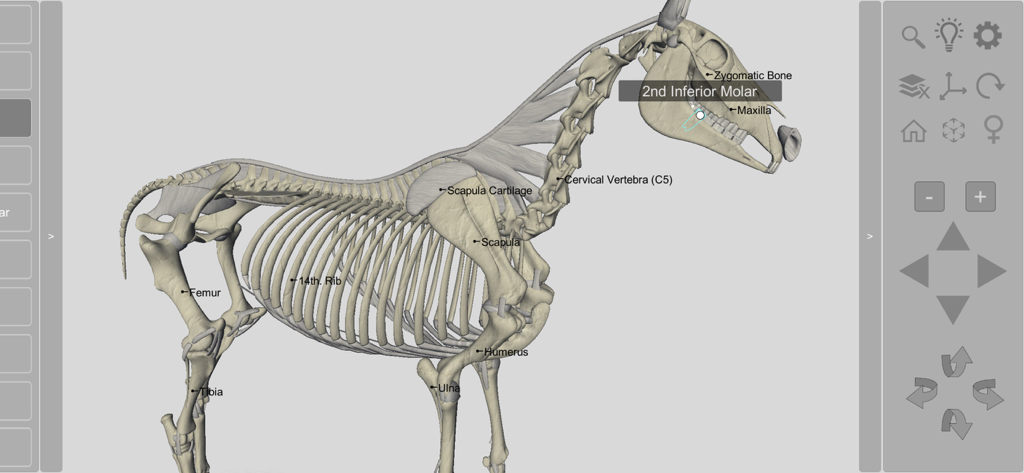 A detailed 3D model of a horse skeleton with anatomical labels for bones and teeth within the 3D Horse Anatomy application.