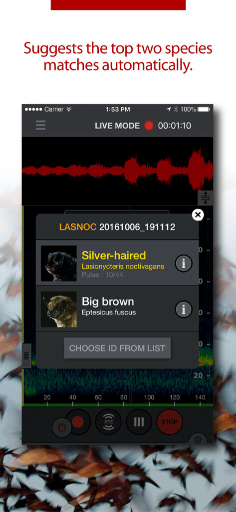 Echo Meter Touch Bat Detector - Pantalla de smartphone que muestra la aplicación Echo Meter Touch identificando especies de murciélagos plateados y marrones grandes en tiempo real.