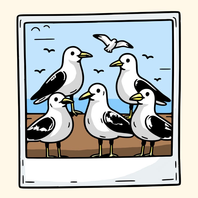 seagulls in a polaroid picture
