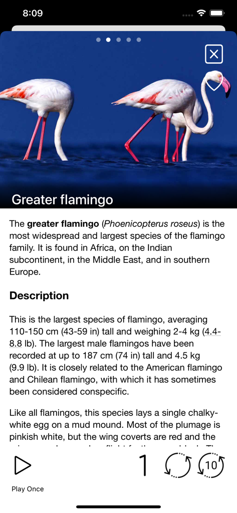 Birds of Europe - Field Guide - Página de perfil del flamenco común con descripción científica y controles de audio de canto de ave.