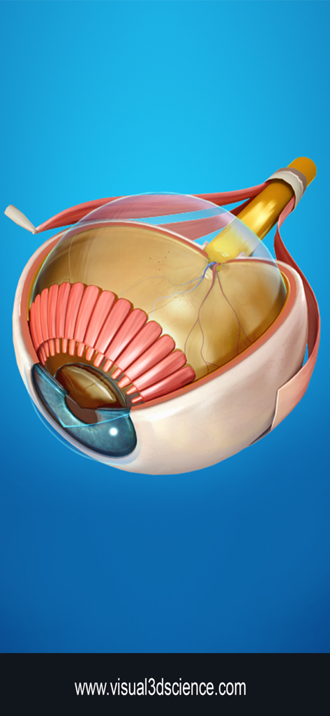 A detailed 3D cross-section of a human eye model showing internal anatomical structures