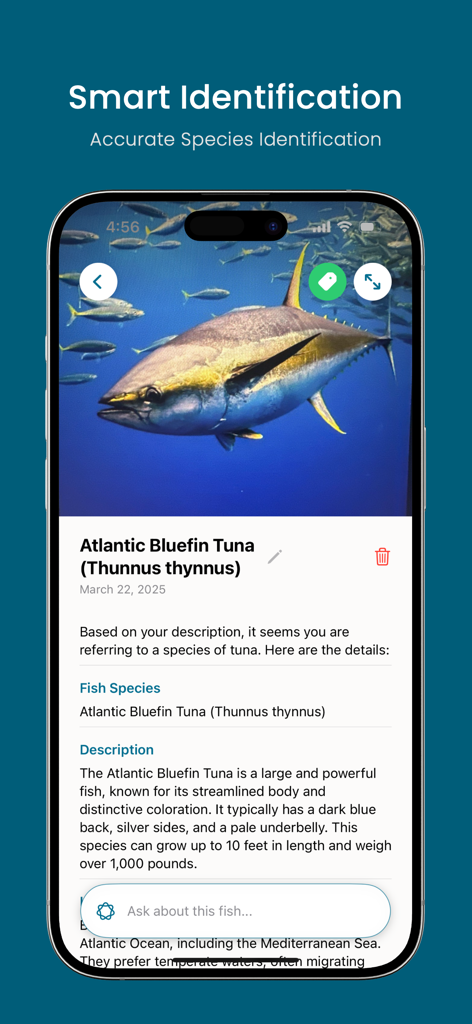 Fish Identifier AI: Fish ID - Fish Identifier AI app interface showing detailed species identification for an Atlantic Bluefin Tuna.