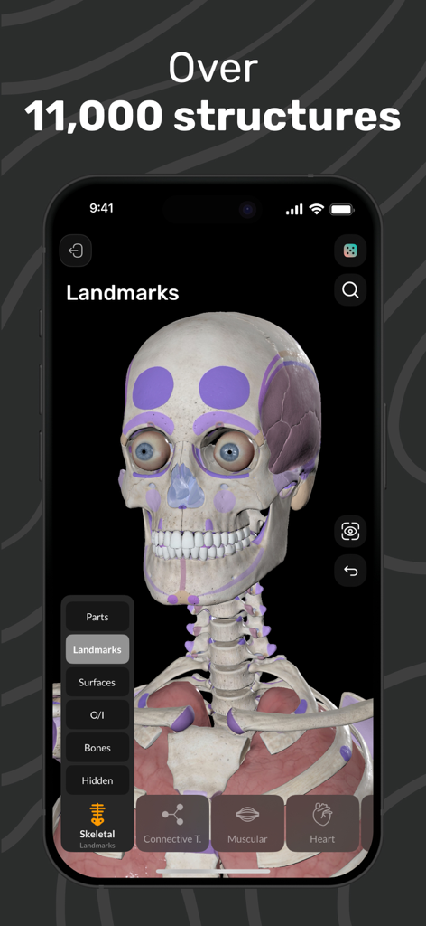 An interactive 3D human skull model with anatomical landmarks and skeletal system navigation in the Easy Anatomy 3D app.