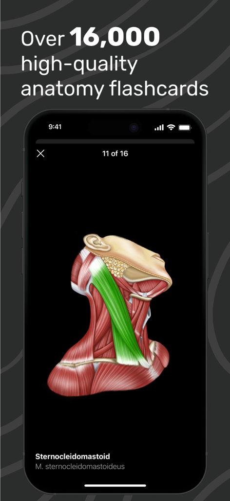 Interactive anatomy flashcard in the Easy Anatomy 3D app showing the sternocleidomastoid muscle