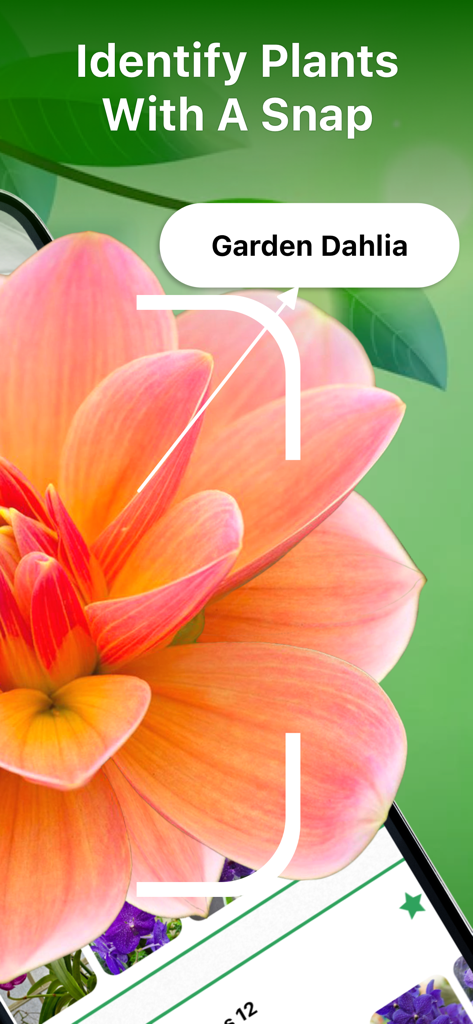A mobile app interface identifying a Garden Dahlia flower with its camera