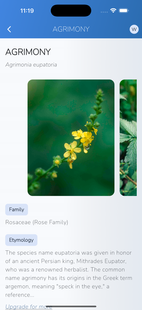 iPlant with Brigitte Mars - Informações botânicas e fotos da planta Agrimônia no aplicativo móvel iPlant