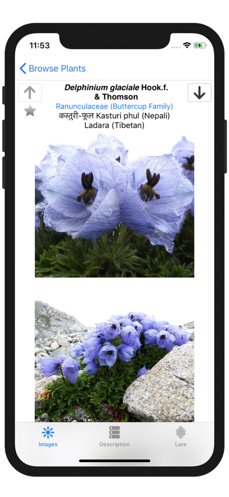 Botanical details and images of Delphinium glaciale in the Wildflowers of Mount Everest mobile app interface
