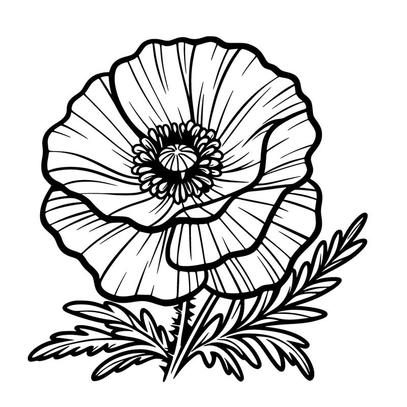 poppy
