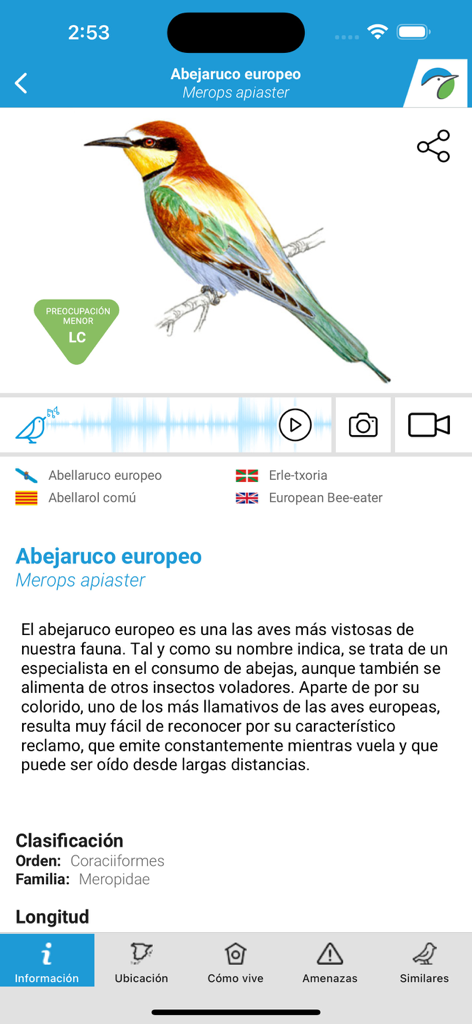 Perfil de la especie Abejaruco europeo en la aplicación Las Aves de España