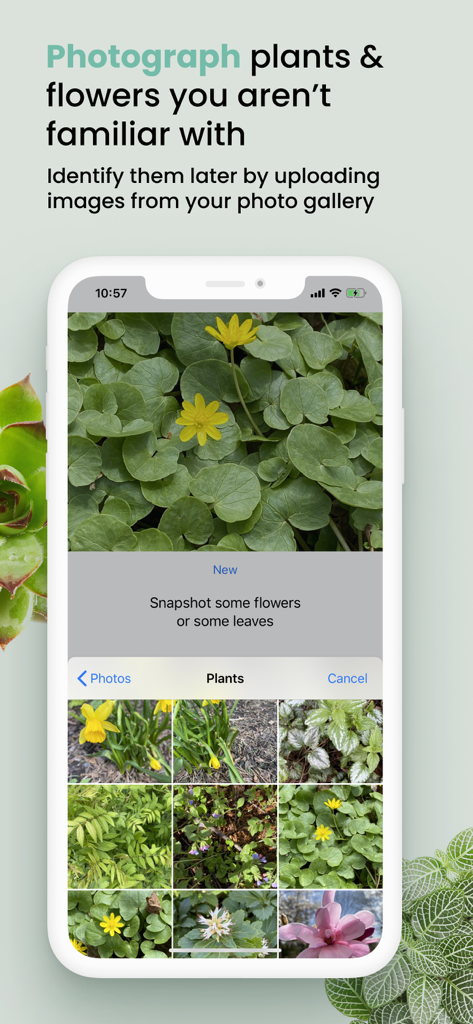 Interface de l'application Plant ID Match montrant une galerie de photos de diverses fleurs et plantes à identifier
