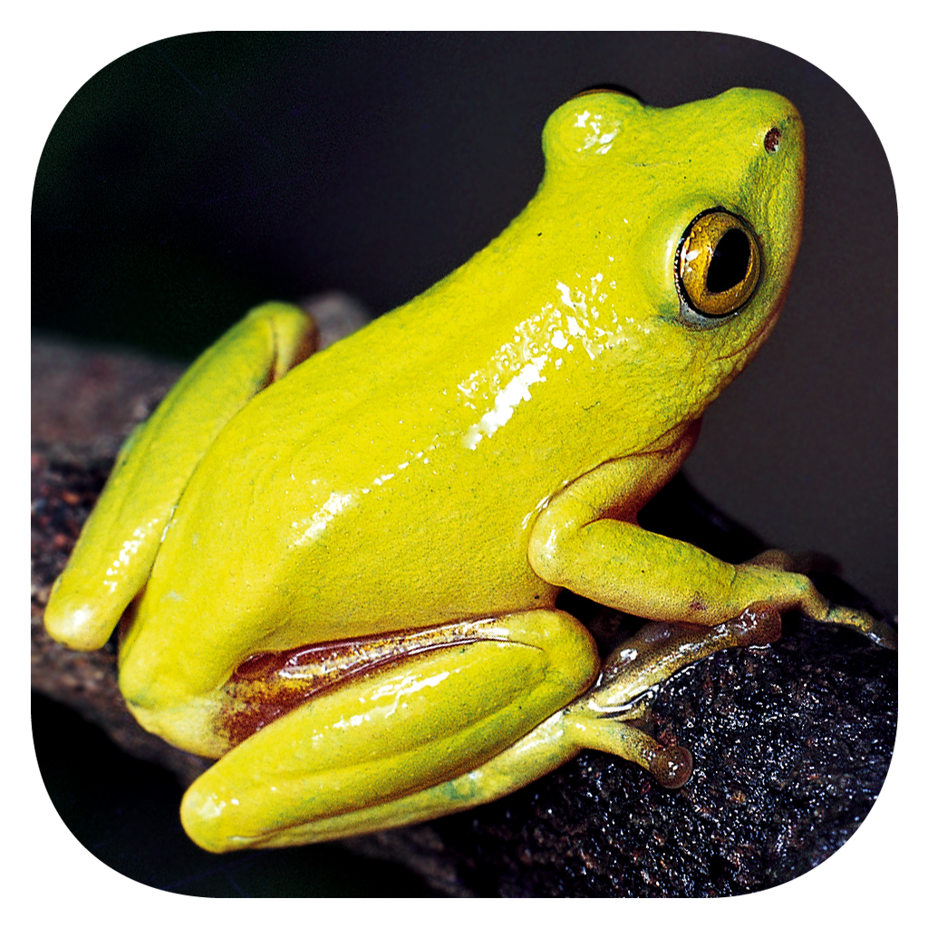 Frogs of Southern Africa