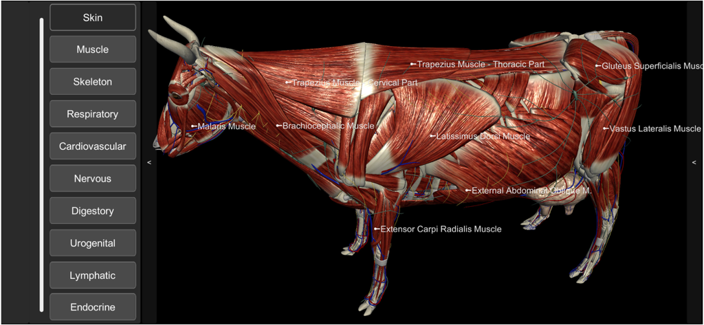 3D bovine anatomy interactive model showing cow muscle system with anatomical labels