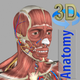 3D Anatomy