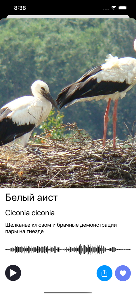Schermata dell'app di identificazione degli uccelli che mostra i dettagli della cicogna bianca e la riproduzione audio