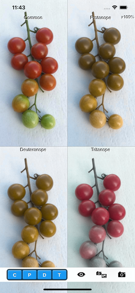 Chromatic Vision Simulator - Interface do aplicativo mostrando tomates cereja em quatro simulações diferentes de visão de cores