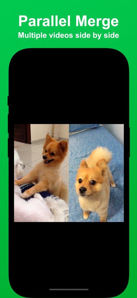 Captura de pantalla que muestra la función de unión paralela en la app Unión de Vídeos con dos vídeos de perros uno al lado del otro