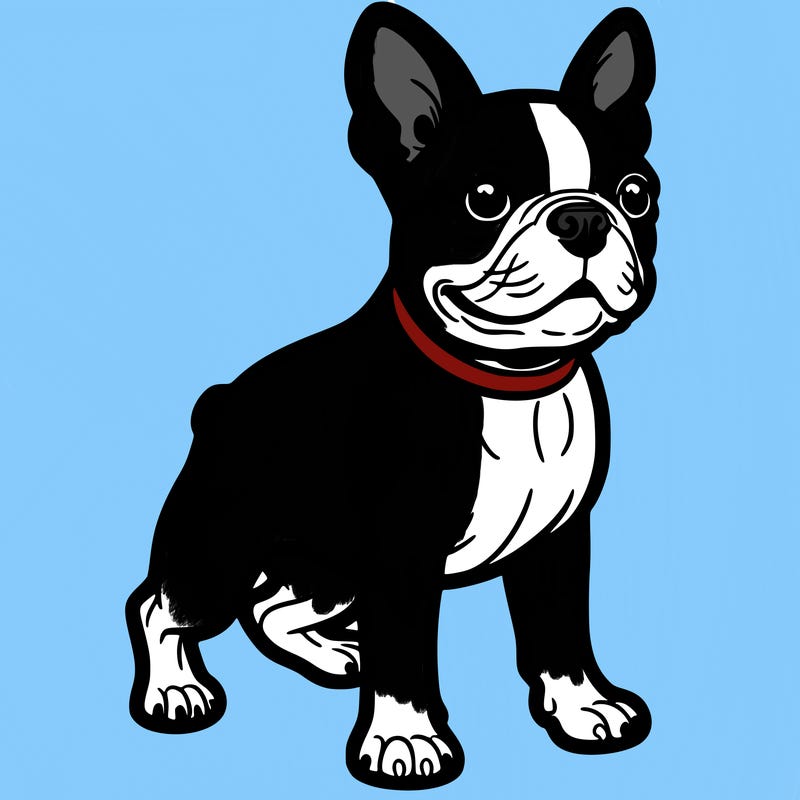 boston terrier