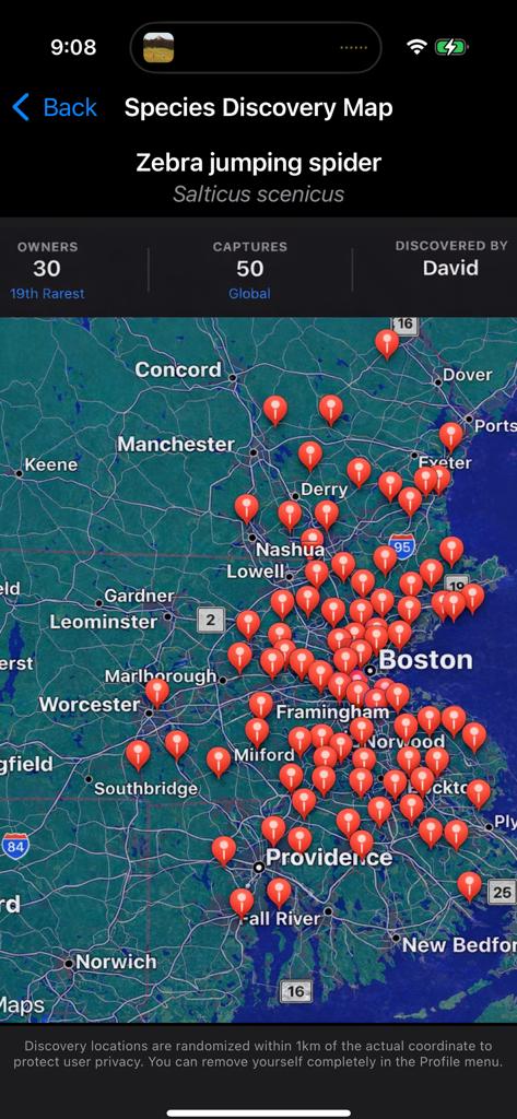 Spider League: Arena - Species discovery map for the Zebra jumping spider showing capture locations in the Boston area