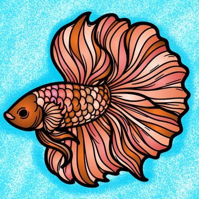 betta fish
