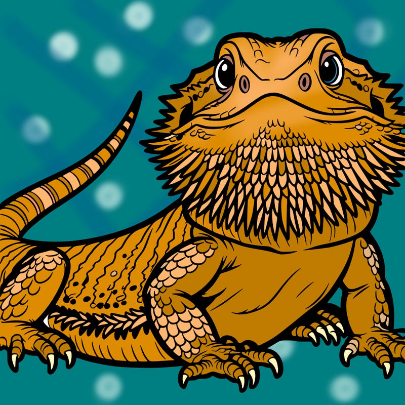 bearded dragon