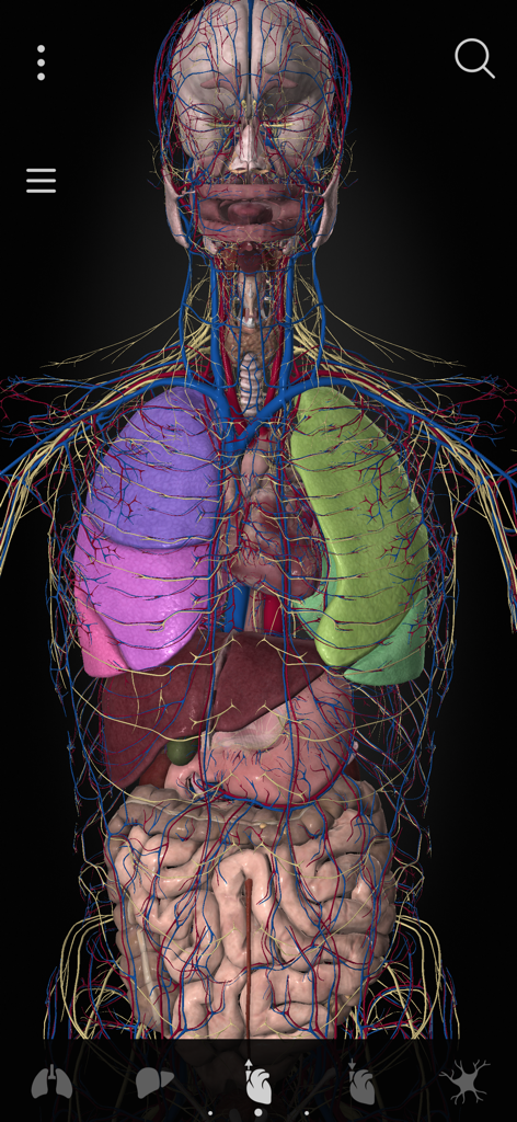 Anatomyka - 3D human anatomy model showing colorized internal organs and vascular system in the Anatomyka app