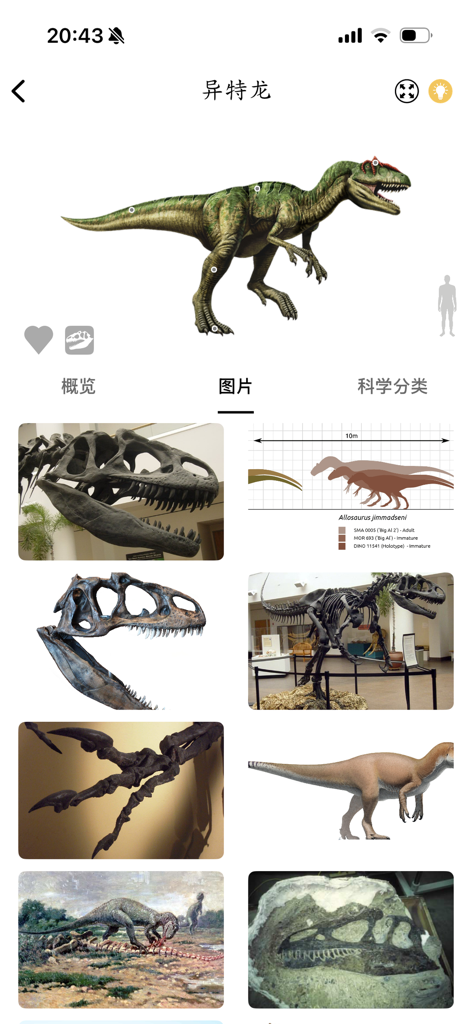 Dinopedia -kids' dinosaur park - A gallery of Allosaurus photos, fossils, and size comparisons in the Dinopedia app.