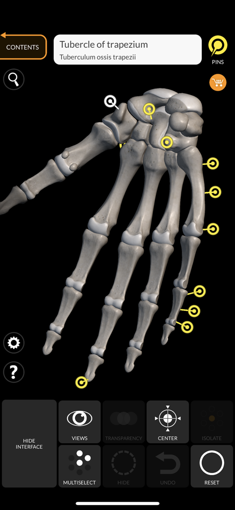 Skeleton 3D Anatomy - Un modello anatomico 3D di uno scheletro di mano umana che mostra pin anatomici ed etichette bilingue in inglese e latino