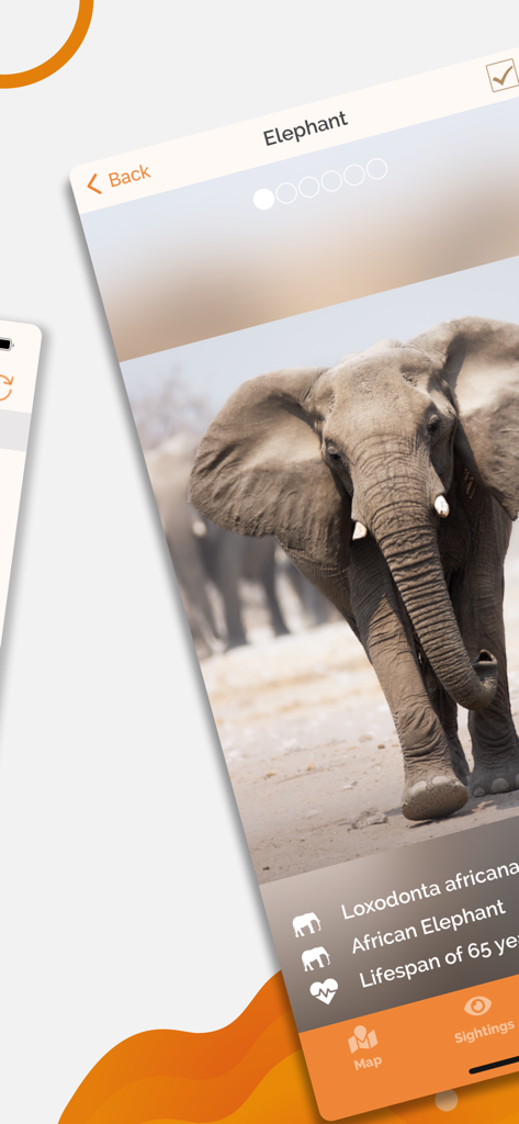 Etosha App - Namibia - エトーシャ アプリの哺乳類ガイドにおけるアフリカゾウの情報画面（学名と寿命を表示）