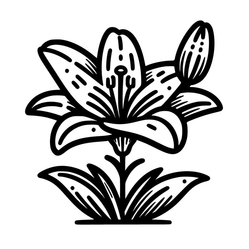 lily flower