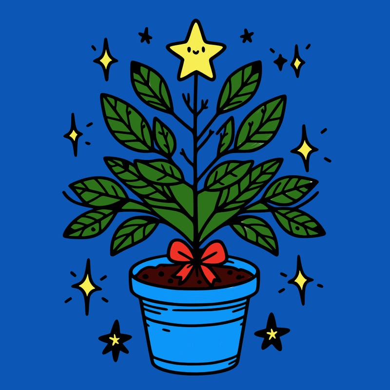christmas plant