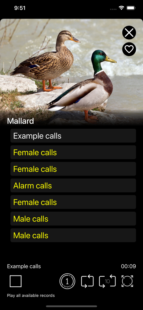Screenshot of the Mallard duck page in the Birds of North America Sounds app showing a list of different bird calls