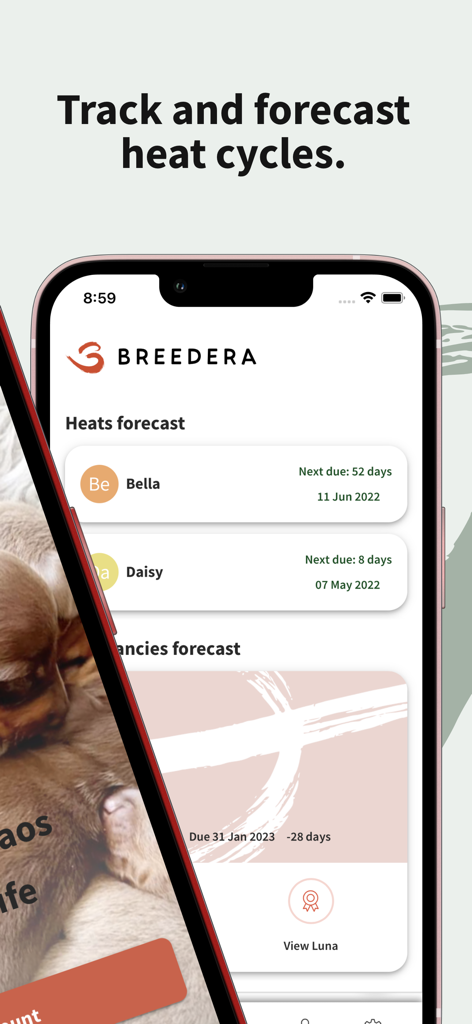 Breedera - Dog Breeder App - Breedera app interface displaying heat cycle forecasts for dogs named Bella and Daisy