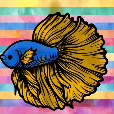 betta fish