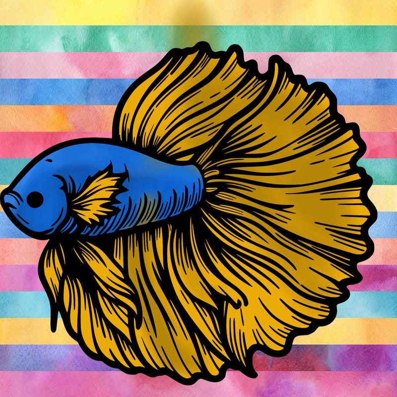 betta fish