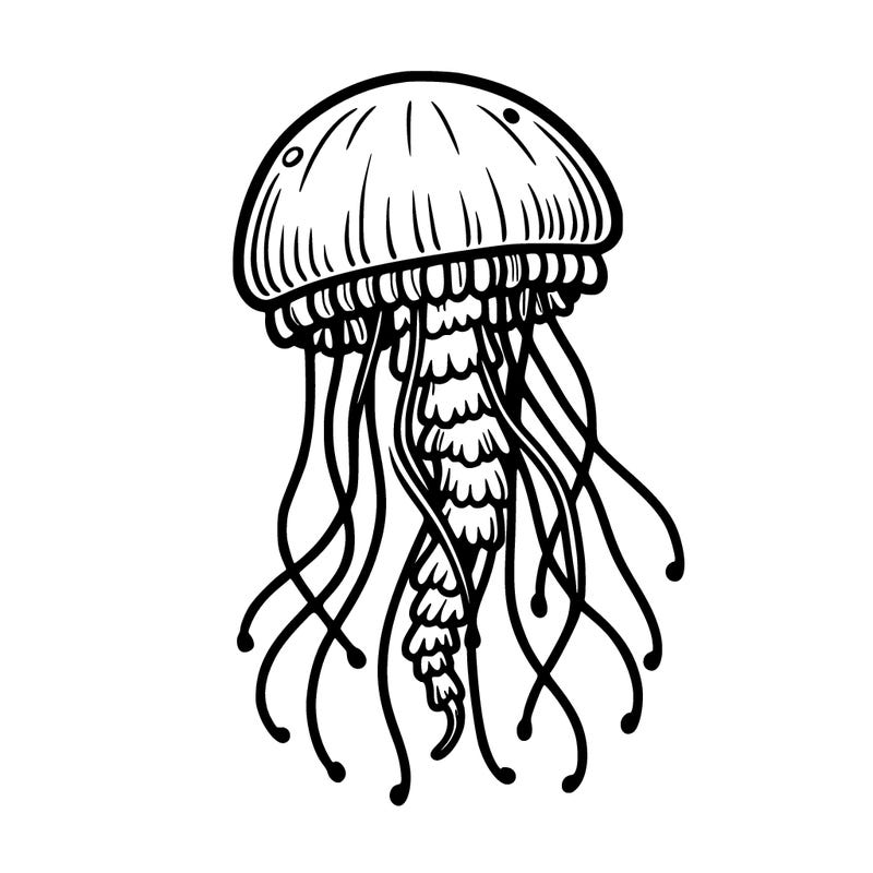 jellyfish