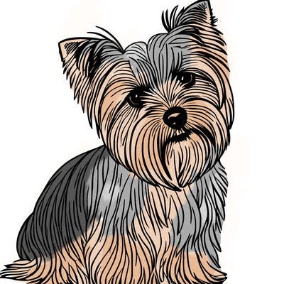 yorkshire terrier