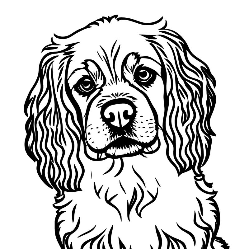 cavalier king charles puppy