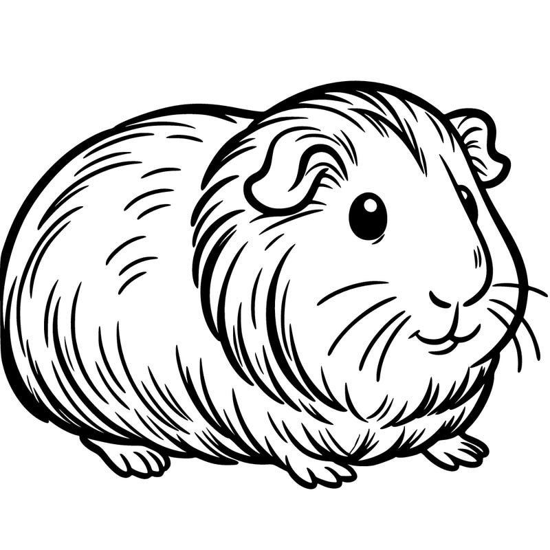 guinea pig