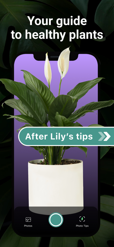 AI Plant Identifier・Care－Lily - A smartphone displaying a healthy peace lily with the text your guide to healthy plants and a button saying after lilys tips