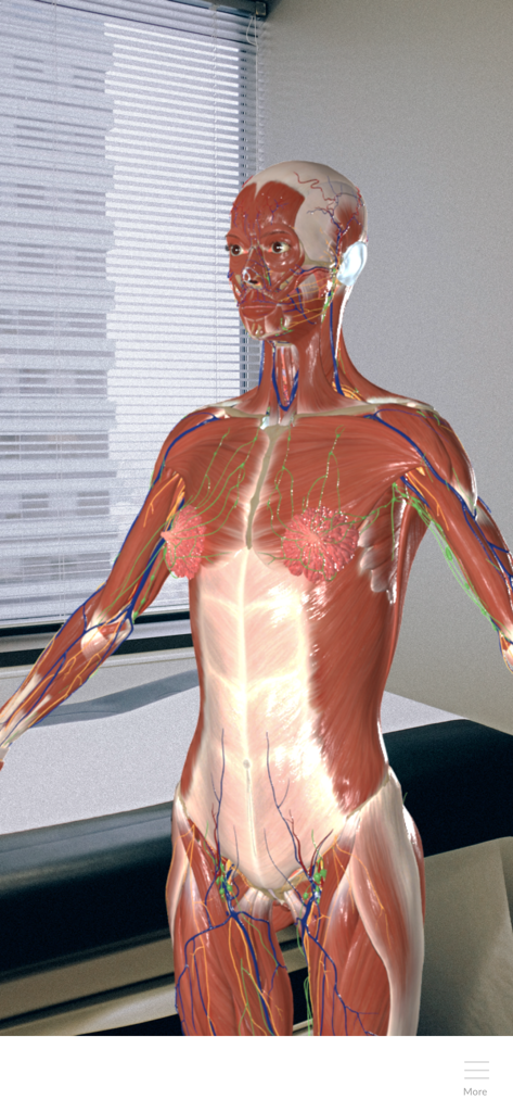 A 3D holographic model of female human anatomy showing the muscular and circulatory systems