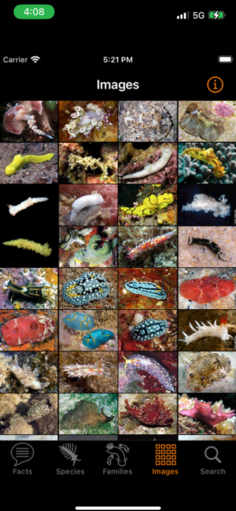 Nudibranch ID Indo Pacificアプリのギャラリーにある、さまざまなカラフルなウミウシ種のサムネイルグリッド