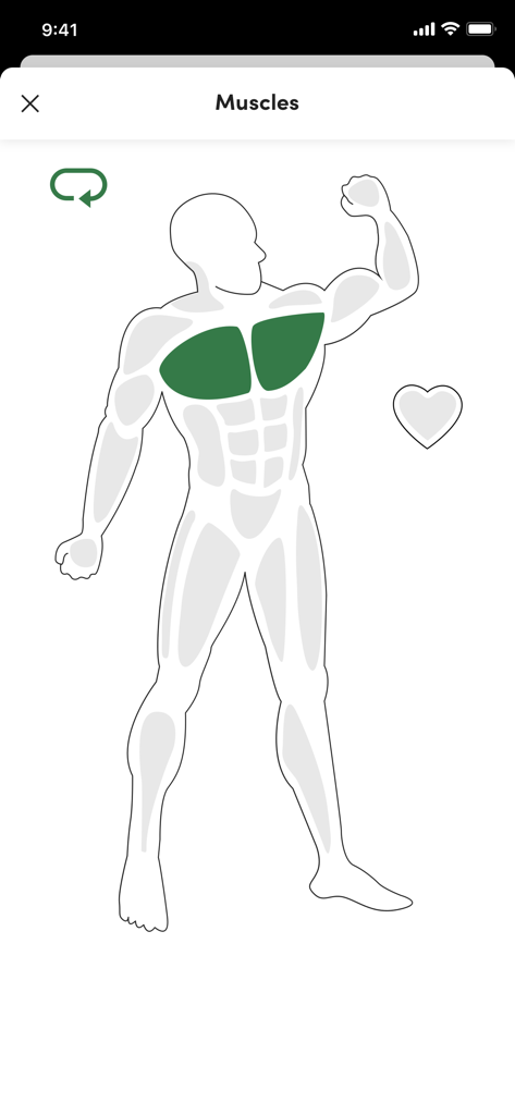 Diagrama muscular en la App Island Fitness Centre mostrando los músculos pectorales resaltados en verde