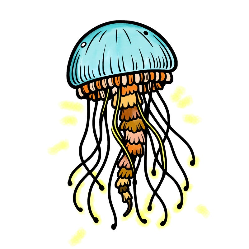 jellyfish