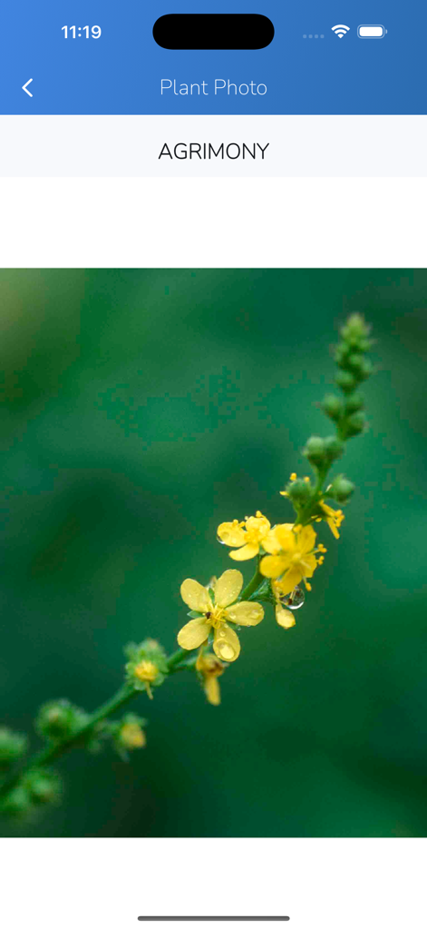 iPlant with Brigitte Mars - Foto de alta resolução e em close-up de flores amarelas de Agrimônia para identificação