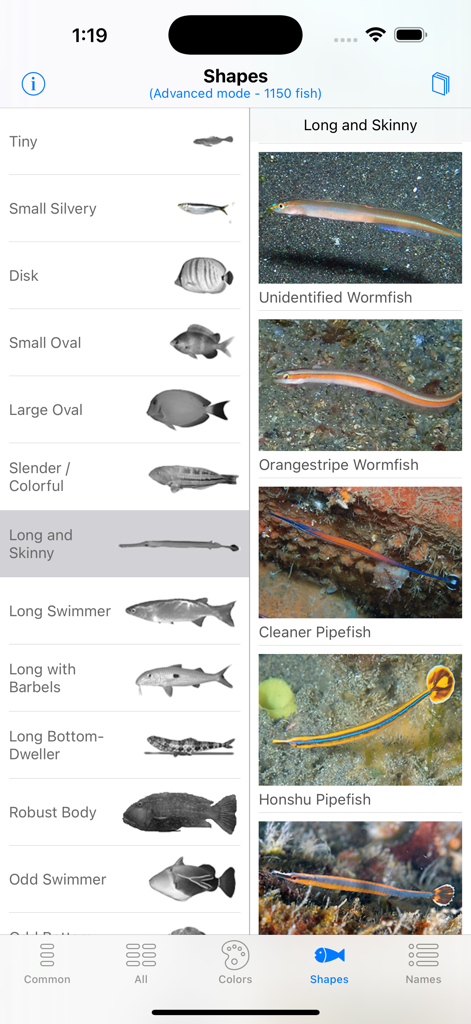 Interfaccia dell'app North Sulawesi Fish ID per cercare pesci per categoria di forma, inclusi pesci lunghi e sottili come cavallucci marini e pesci verme.