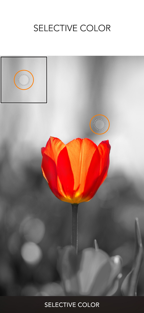 A red tulip highlighted against a black and white background using the selective color photo editing tool
