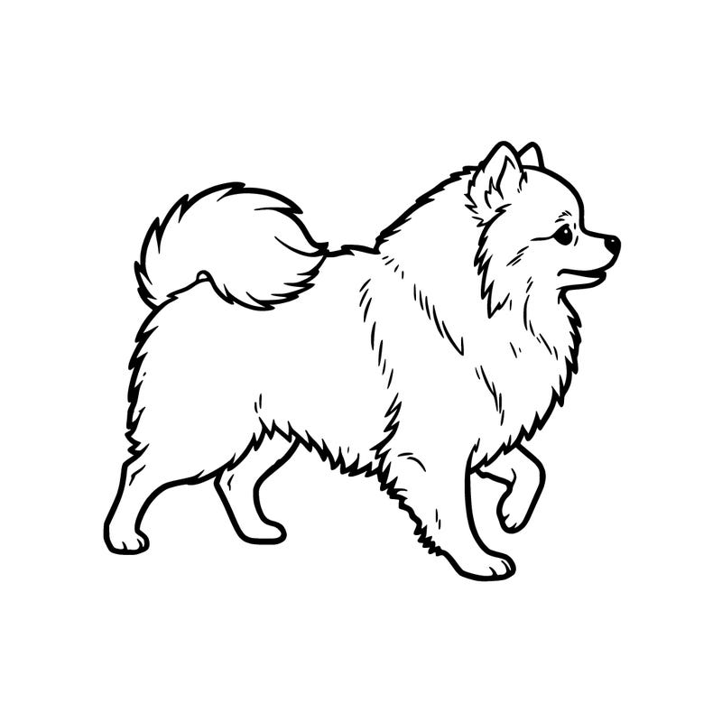 pomeranian