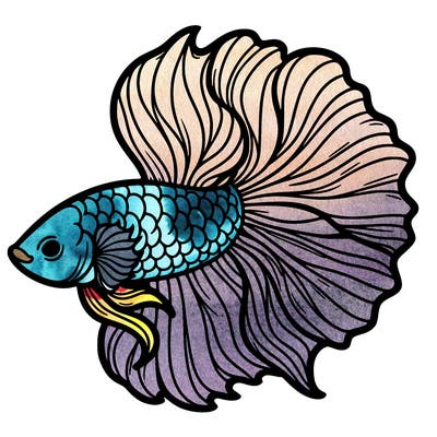 betta fish