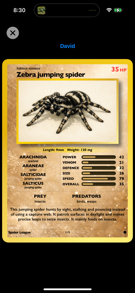 Spider League: Arena - A digital trading card for a Zebra jumping spider showing stats and species information from the Spider League Arena app